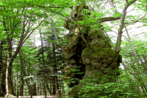 Il Parco Nazionale delle Foreste Casentinesi
